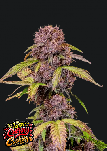 Lemon Cherry Cookies Auto.png